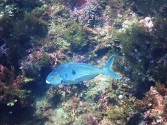 Nemadactylus valenciennesi