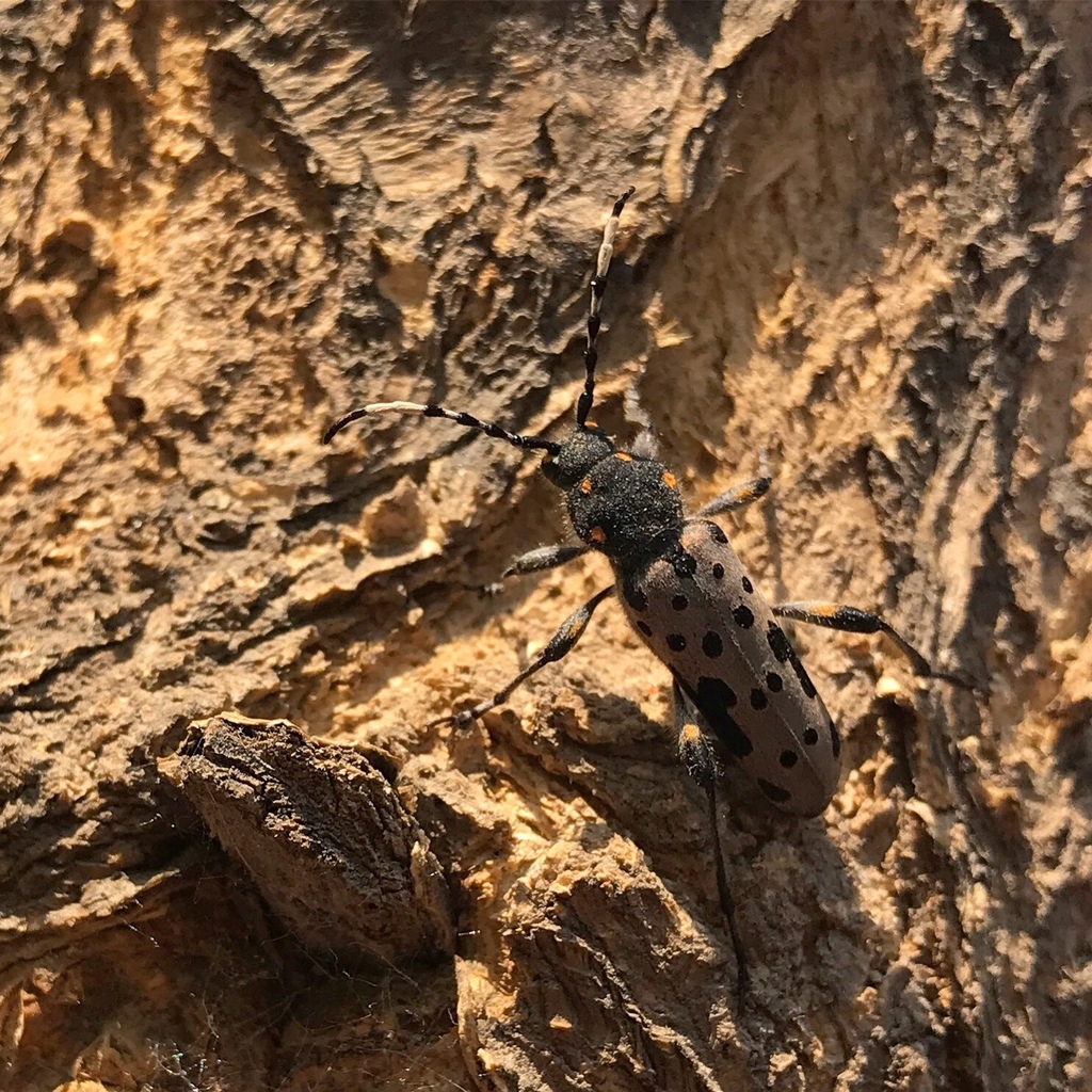 Clytobius