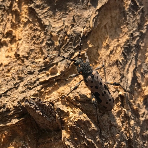 Clytobius davidis