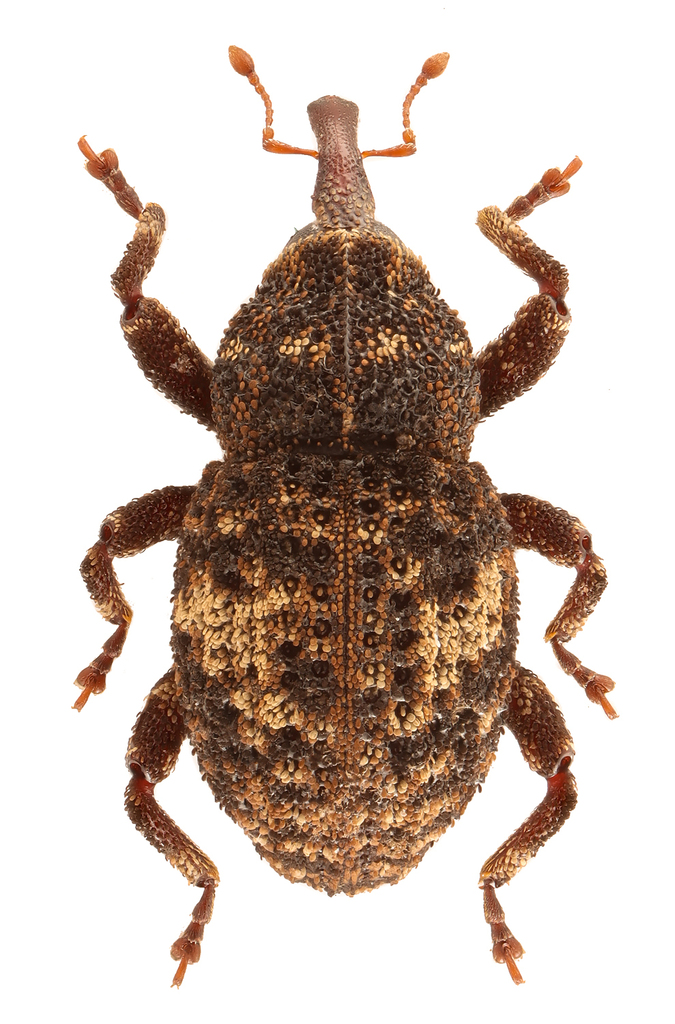 Acalles carinatus