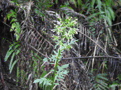 Erechtites hieraciifolius hieraciifolius