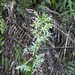 American Burnweed - Photo (c) Jesse Chang, some rights reserved (CC BY-NC-SA), uploaded by Jesse Chang