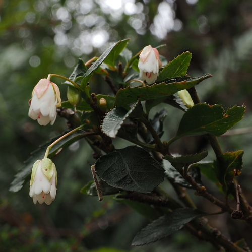 Image of Aristotelia peduncularis by no rights reserved