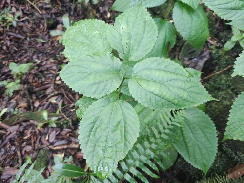 African jola-nettle (Boehmeria macrophylla)