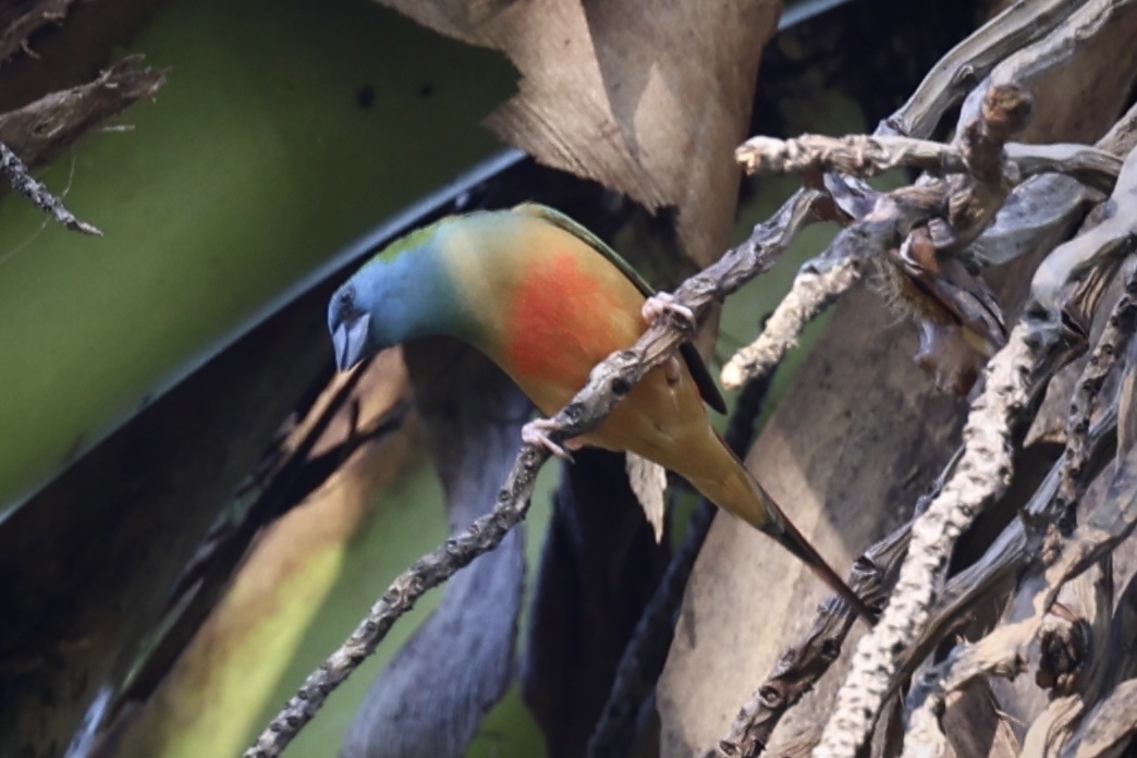 Pin-tailed Parrotfinch