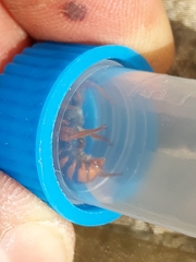 Rhodanthidium sticticum