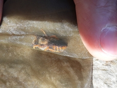 Rhodanthidium sticticum