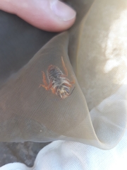 Rhodanthidium sticticum