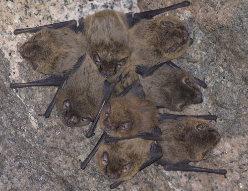 Eastern Cave Bat