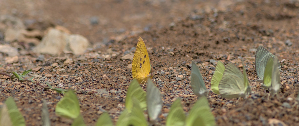 Lemon Migrant In January 2024 By Brandon Hewitt INaturalist   Large 