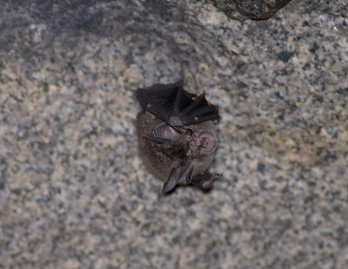 Smaller Horseshoe Bat