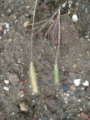 Hordeum intercedens