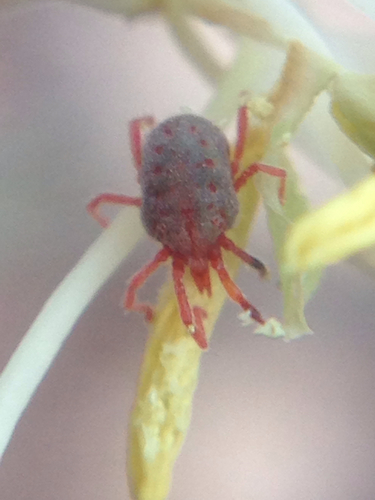 Sidewalk Mites (Flora and Fauna of Huckins Farm) · iNaturalist