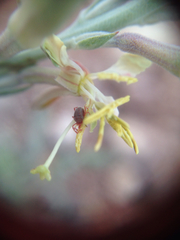 Balaustium