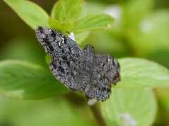 Sarangesa tertullianus