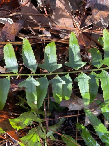 Polystichum acrostichoides