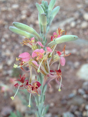 Balaustium