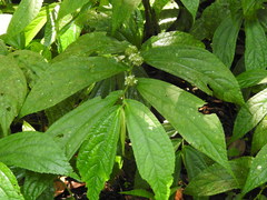 Elatostema platyphyllum