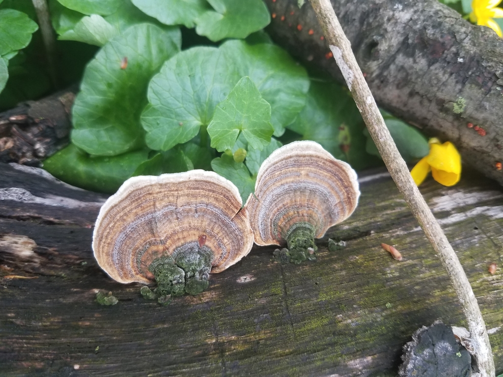 False TurkeyTail from 4408 The Alameda, Baltimore, MD 21239, USA on