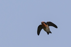 House Swallow photo 2