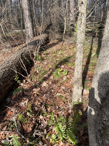 Polystichum acrostichoides