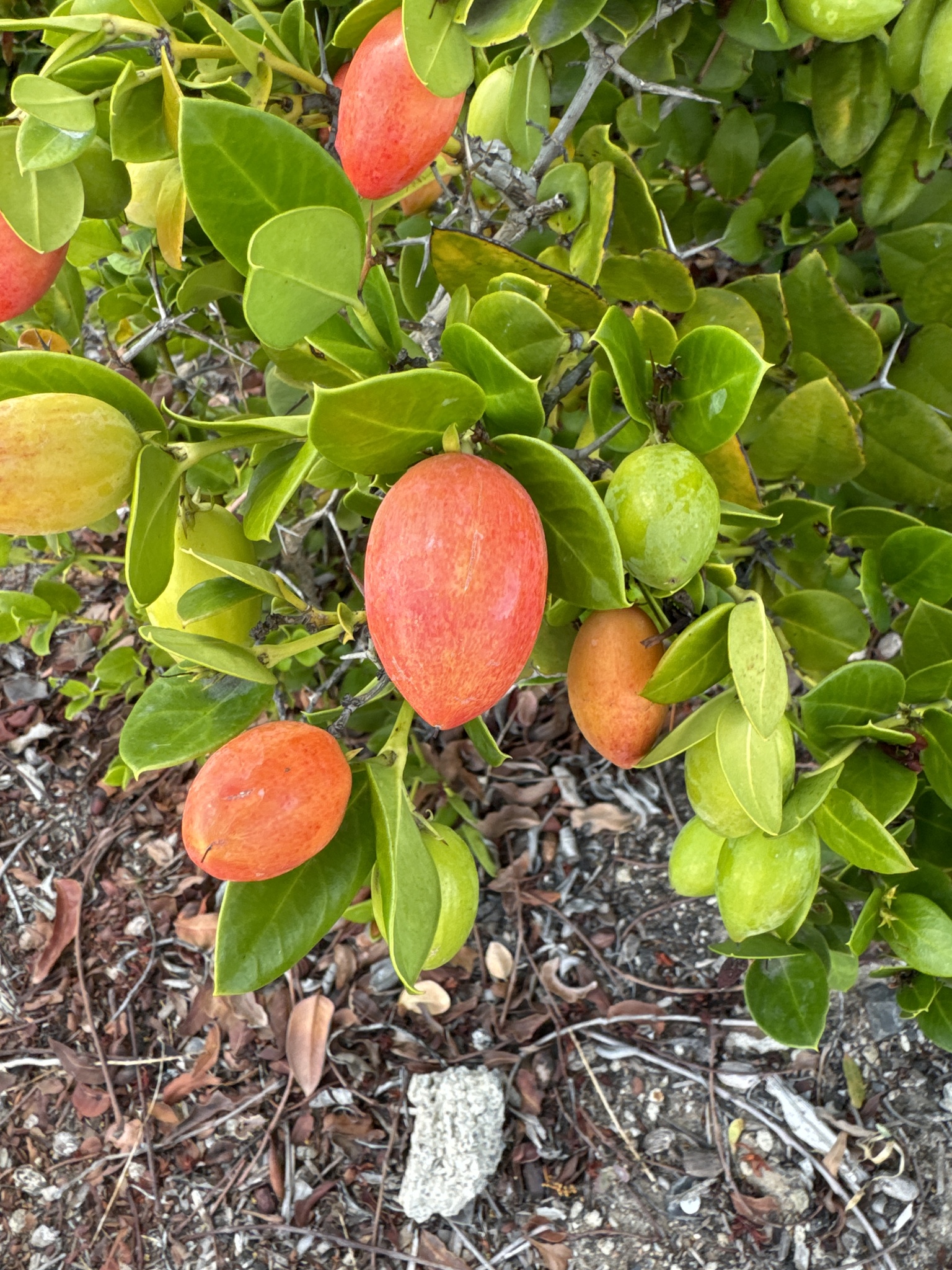 Imagem de Natal-plum
