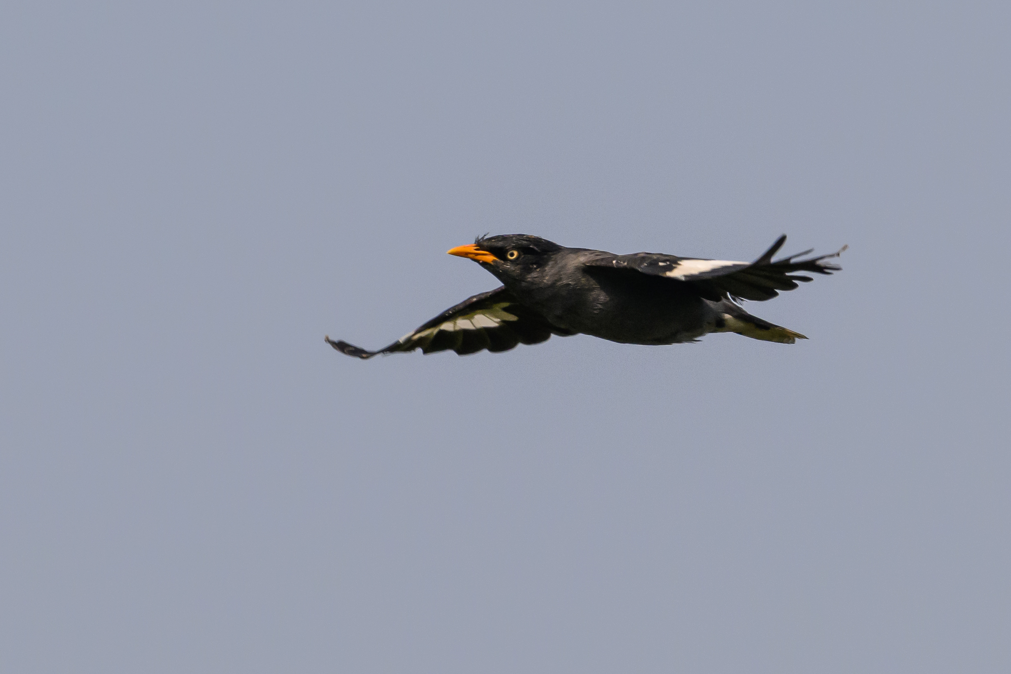 Javan Myna