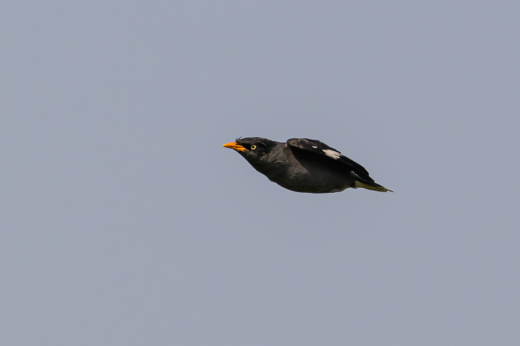 Javan Myna