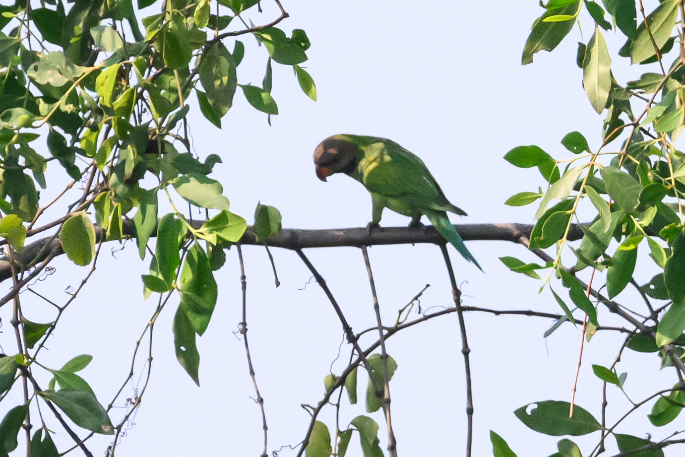 Red-breasted Parakeet