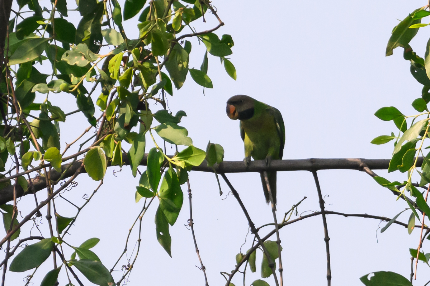 Red-breasted Parakeet