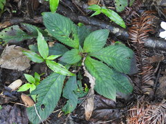 Rhynchotechum discolor