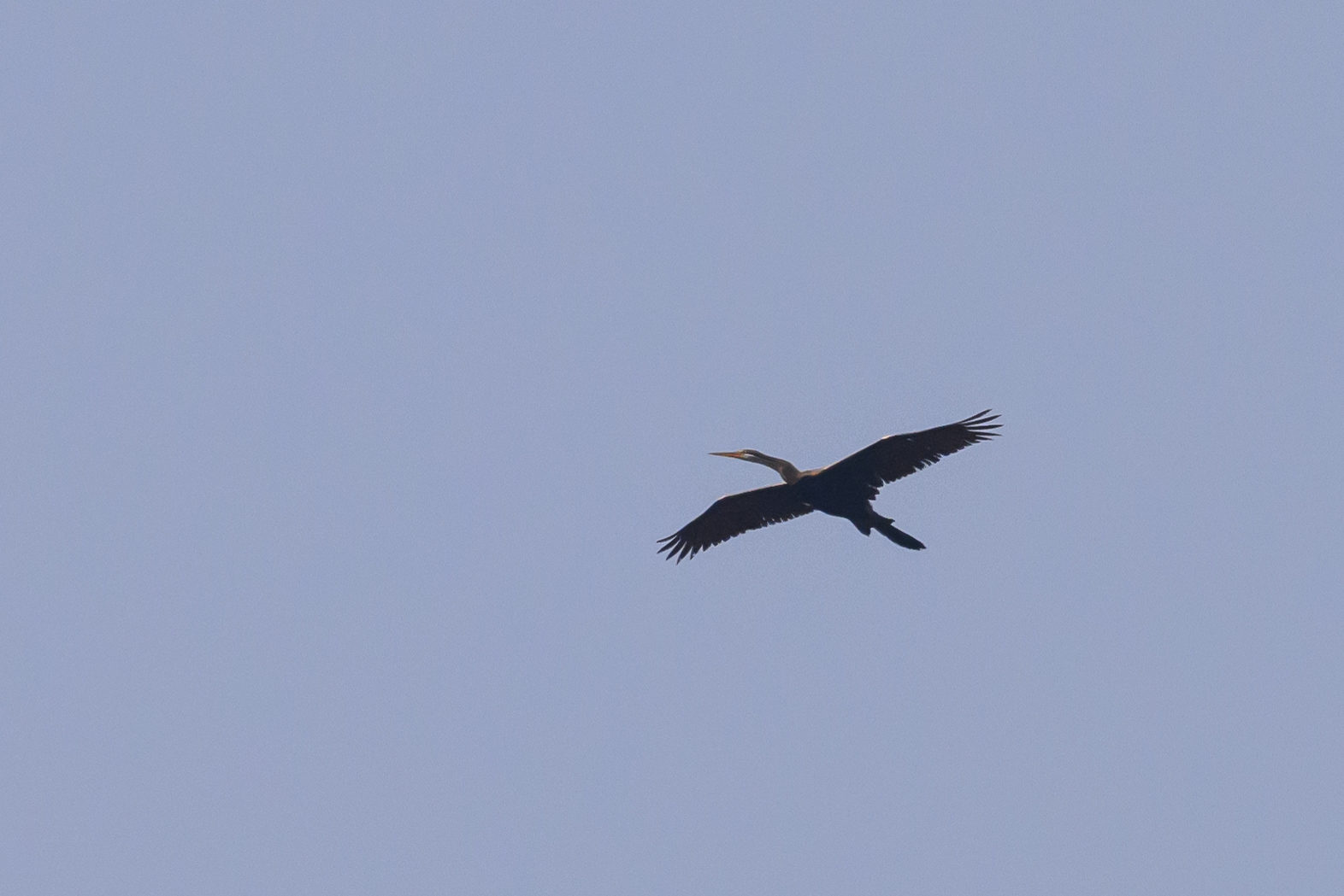 Oriental Darter