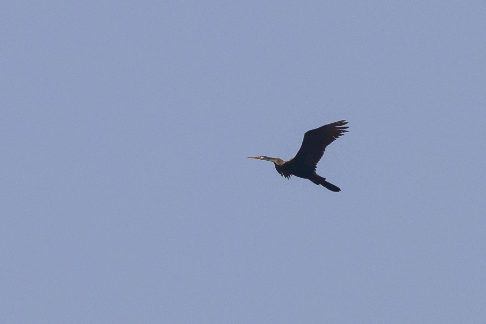 Oriental Darter
