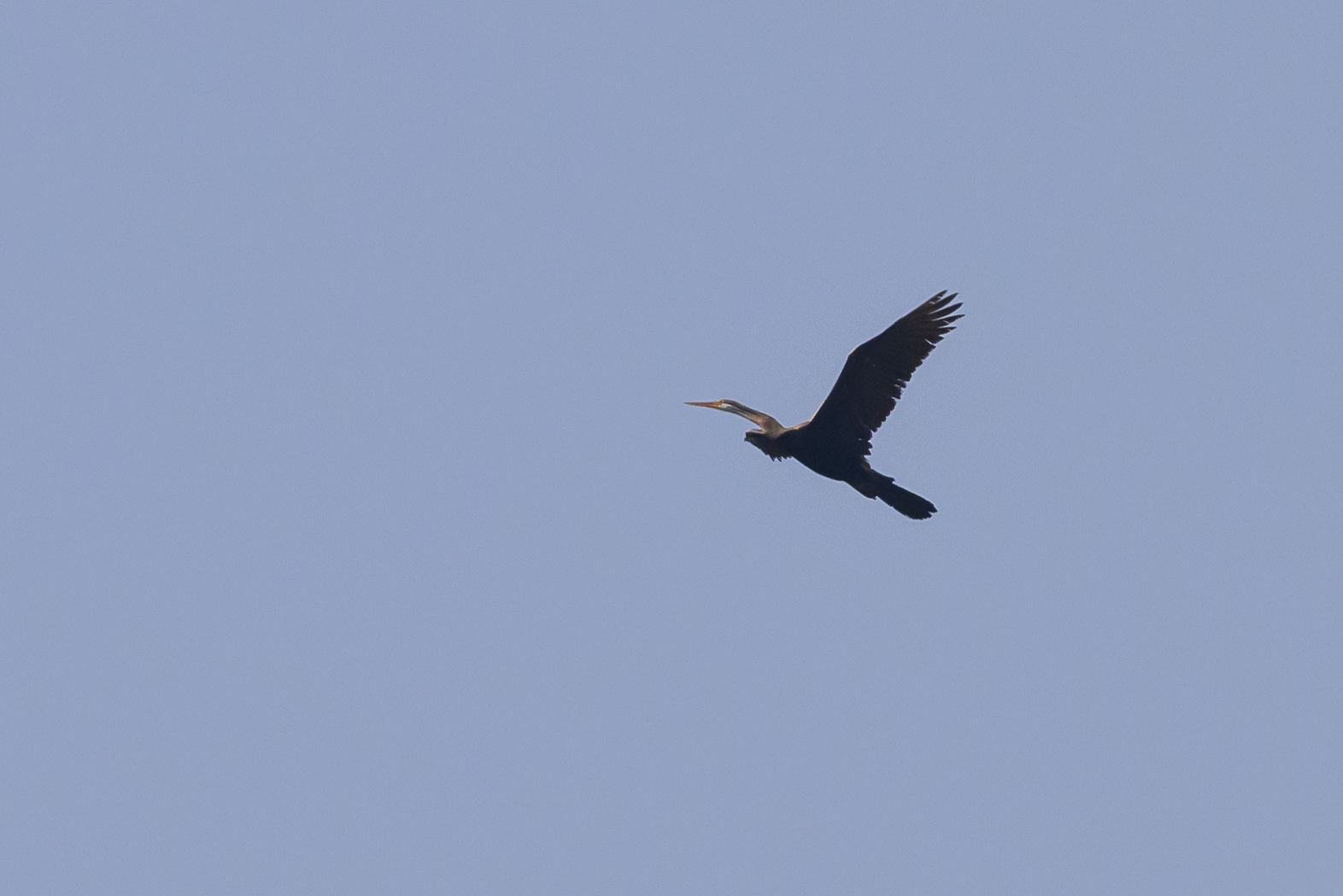 Oriental Darter