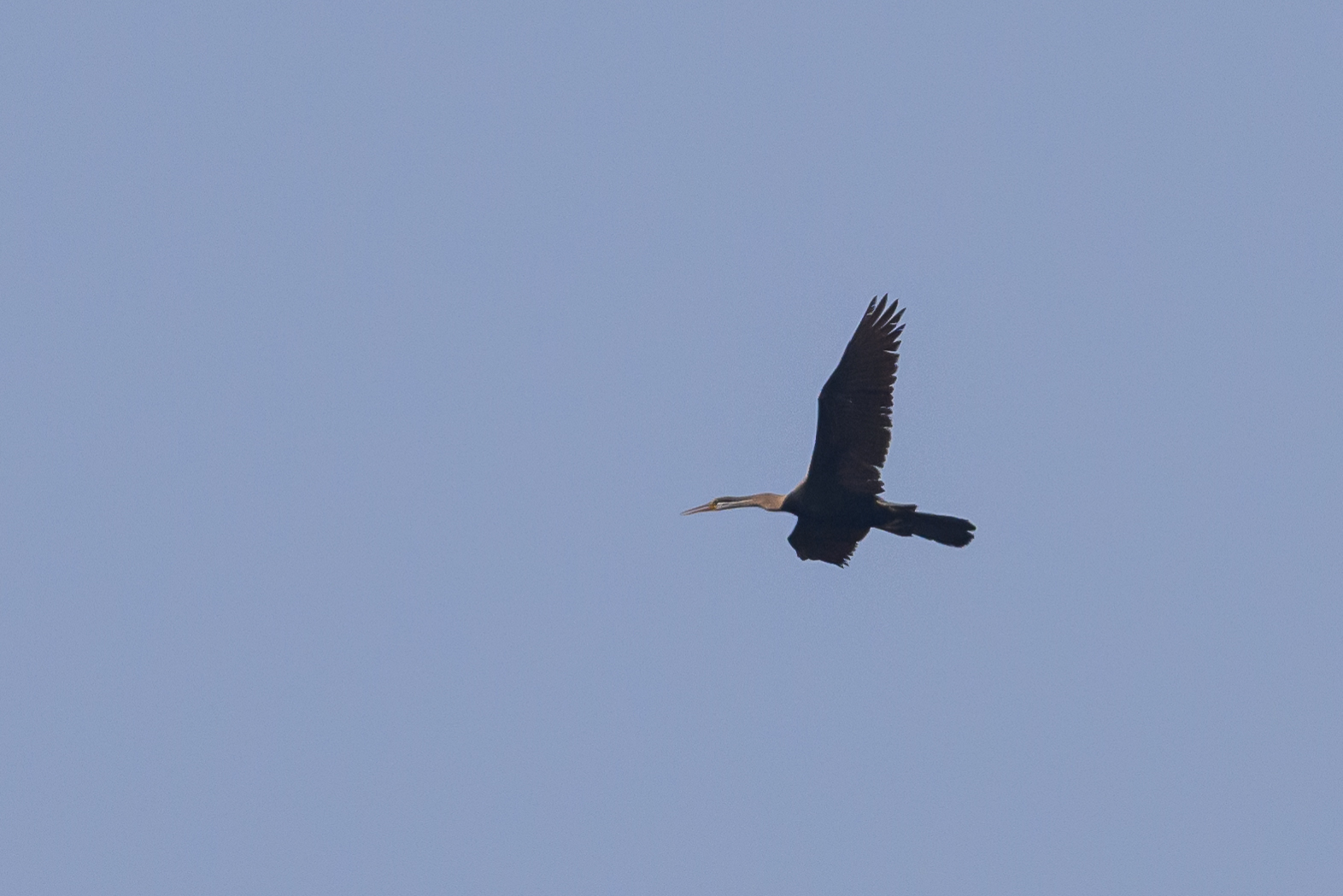Oriental Darter