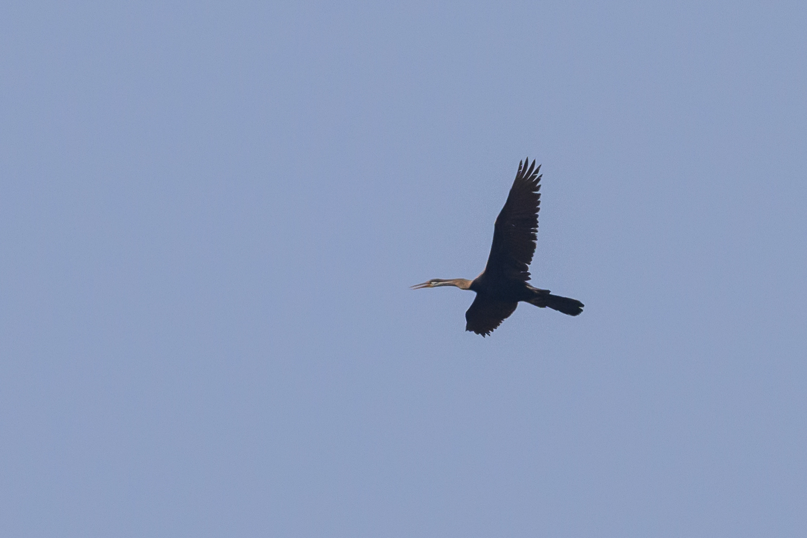 Oriental Darter