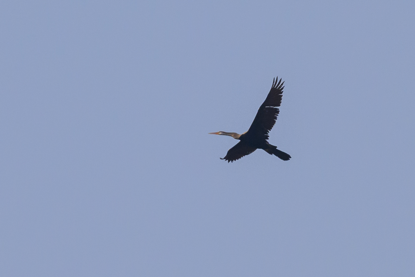 Oriental Darter