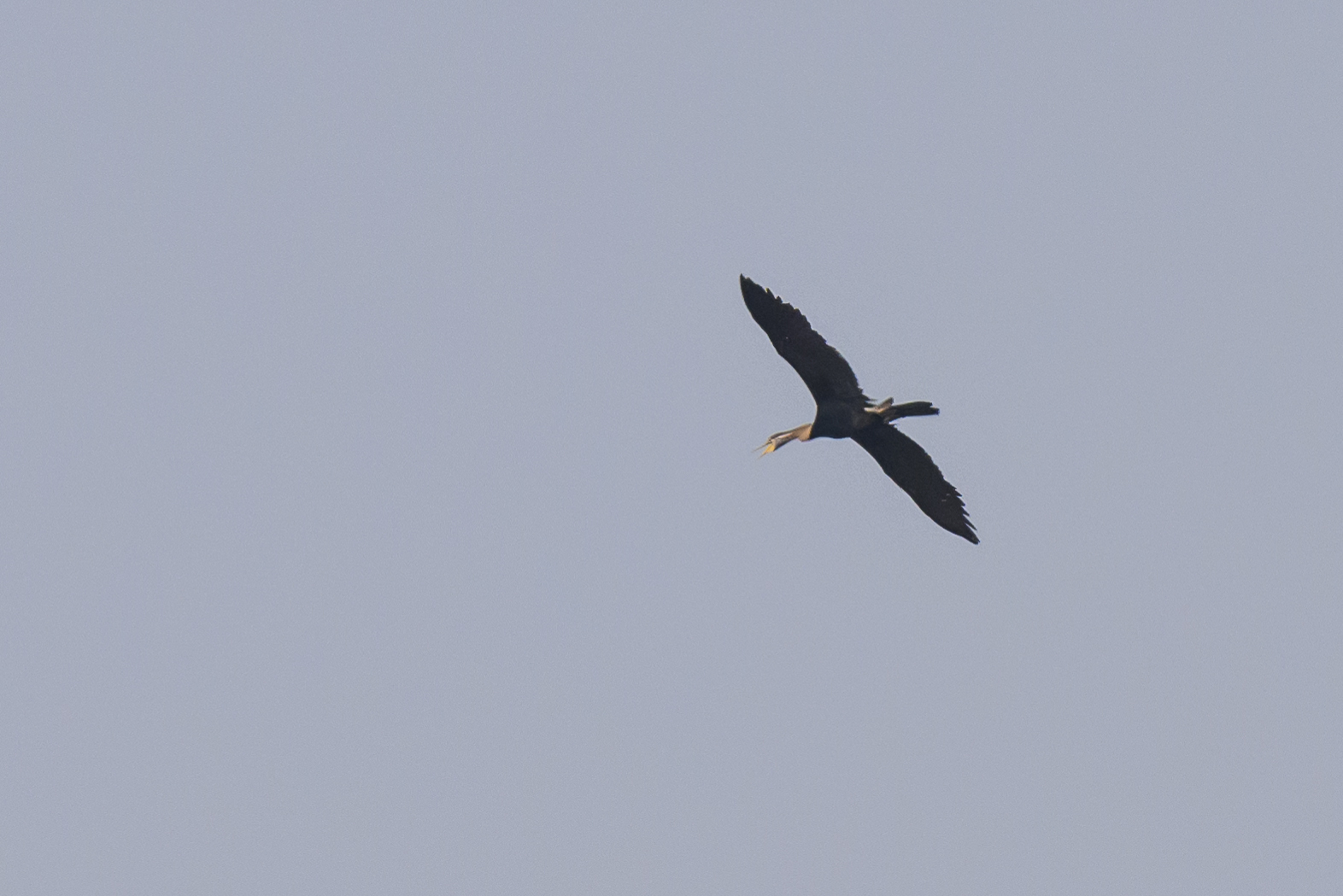 Oriental Darter