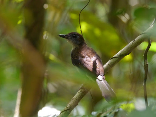 White-tailed Alethe (Alethe diademata), photo 5
