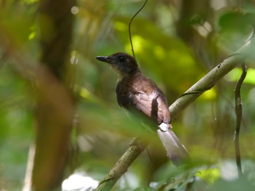 White-tailed Alethe illustration