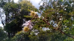 Dichrostachys