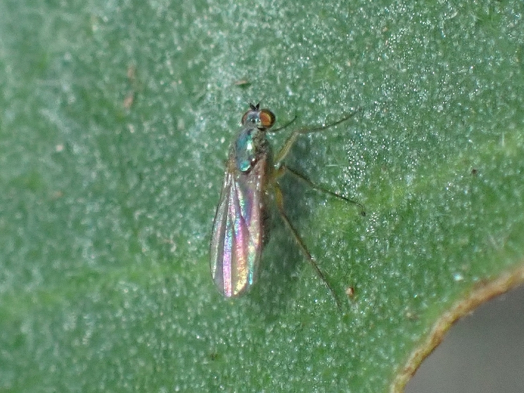 Chrysotimus varicoloris