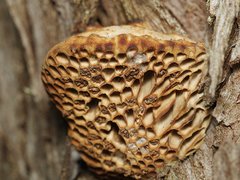 Hexagonia vesparia