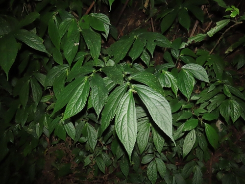 Image of Elatostema platyphyllum by (c) chiuluan, some rights reserved (CC BY)