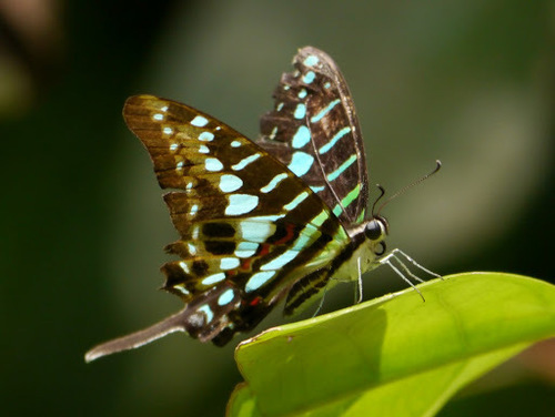 Small Striped Swordtail (Subspecies Graphium policenes policenes ...