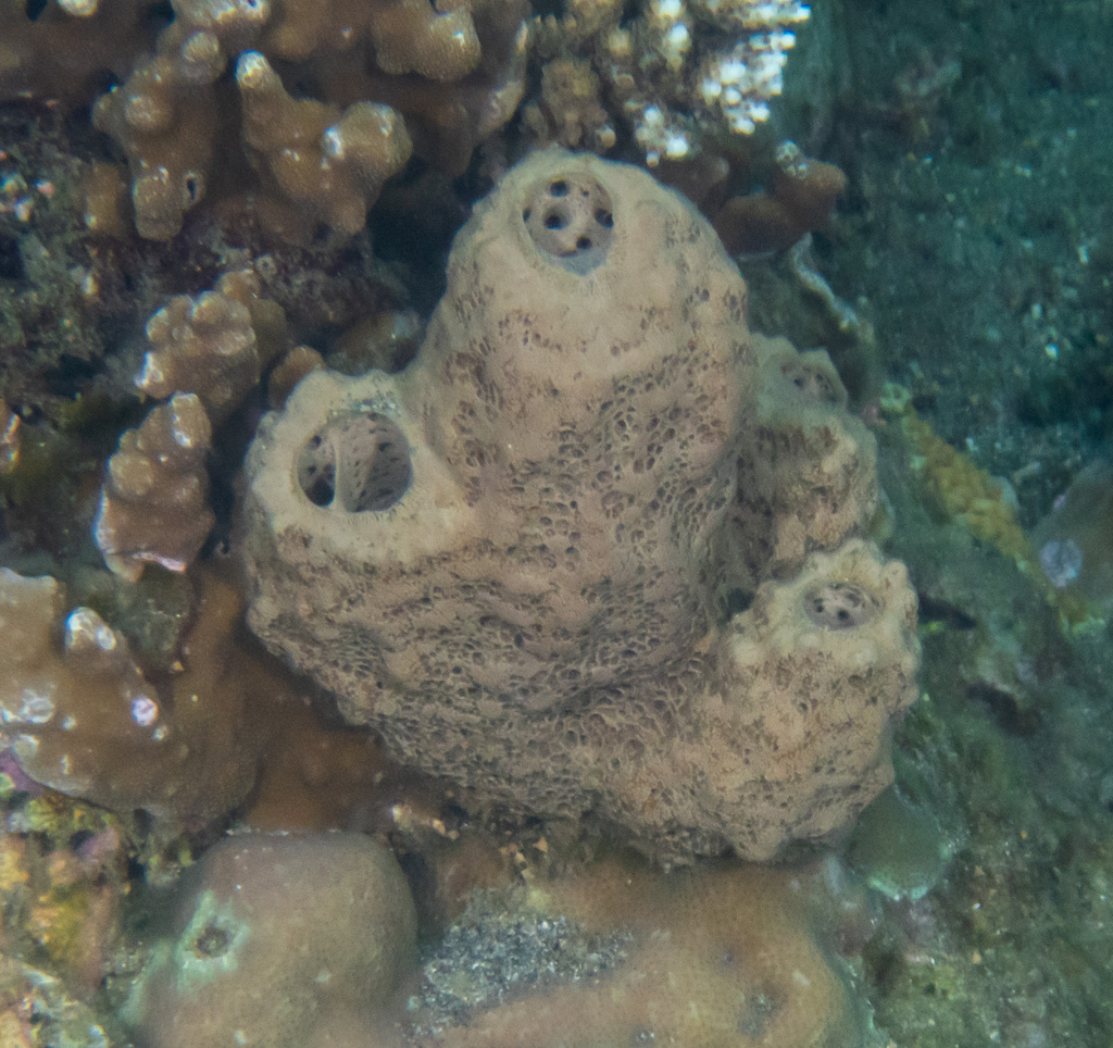 Liosina paradoxa
