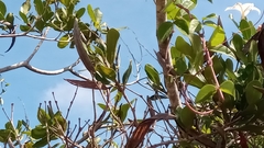 Mascarenhasia