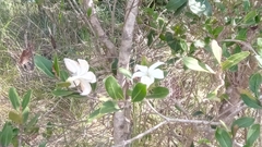 Mascarenhasia