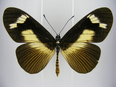 Acraea paragea