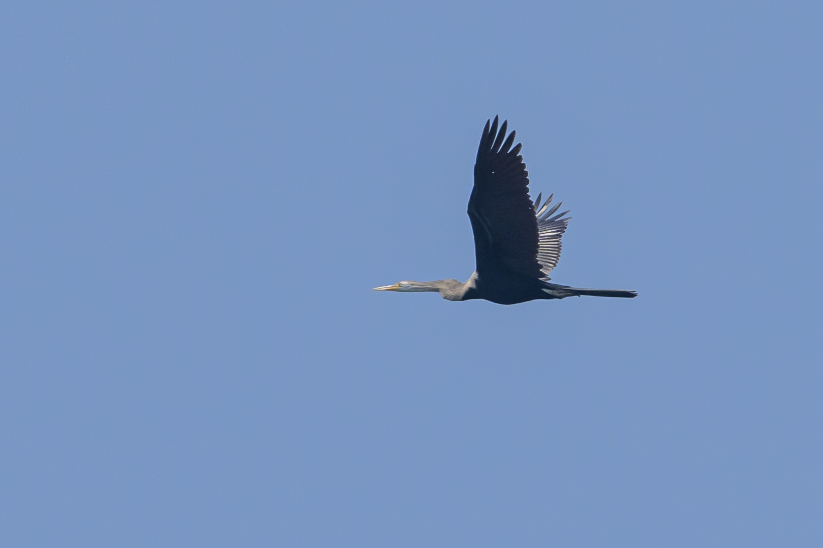 Oriental Darter
